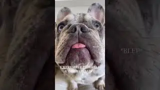I wish I found this Dog brand earlier!