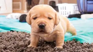 Fumbly Puppies Take Their First Steps!!