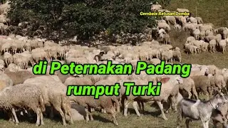 Video kehidupan peternakan Domba - Domba jantan & betina super..!!!