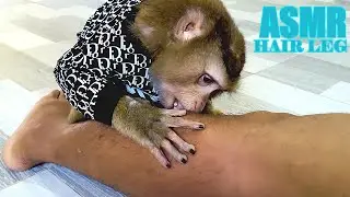 Awesome Lovely How Cute Dr. Bela Grooming Leg ASMR Cozy Relaxing