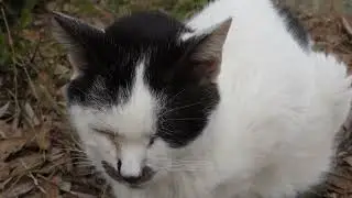 【Cat Video】 meowmeow Happy #cat  #cats  #cute