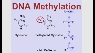 DNA Methylation