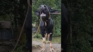 Real Village Cow Sound | Big Cow Moo Sound in Village