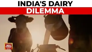India Resists US Pressure to Open Dairy Market Amid High-Stakes Trade Talks