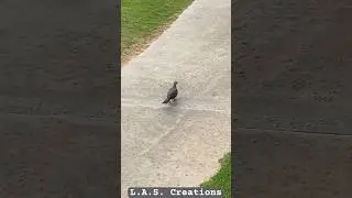 What is this bird on Maui? A pigeon, a dove, a partridge?