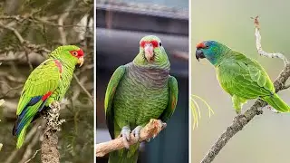 10 Espécies de PAPAGAIOS Mais DIFERENTES, BONITOS e CURIOSOS Que Existem no Mundo (Parte 2)