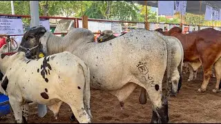 Primera Expo Ganadera Zihuatanejo ✨🐂