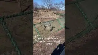 Zebra Sound Effect