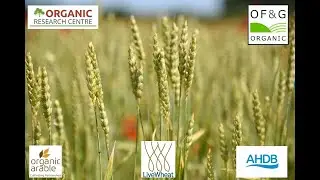 LiveWheat at Green Acres Farm in Shropshire JUNE 2020