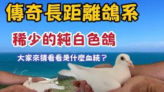 古老的長距離鴿系，少有的純白色，有人知道是什麼血統嗎？😀