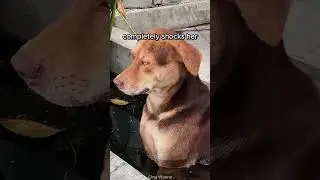 Эта собака полностью игнорирует своего хозяина 😂 #шорты