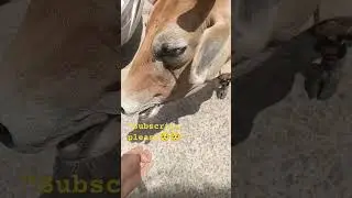 Help all innocent animals...