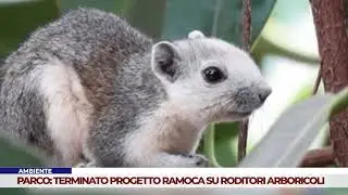 AMBIENTE. PARCO: TERMINATO IL PROGETTO RAMOCA SUI RODITORI ARBORICOLI