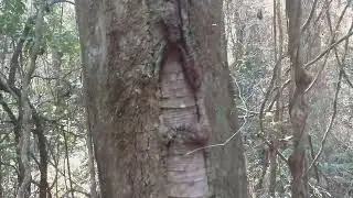 ARMANDO MINHA PRIMEIRA  ISCA DE ABELHAS SEN FERR&Atilde;O ( NATIVAS) 💯💯💯