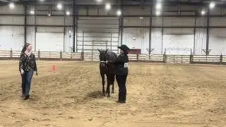 2024 AQHA Gelding GamblinOnAHotMachine (Blazing Impulsive x A Good Machine daughter) 