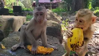 Feeding mangoes to the lovely monkey Lilo, Mollie and other lovely monkeyfor snacks💗🐒
