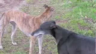 With other Spanish greyhound racing (just adopted first release)