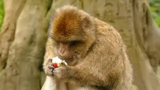 Capuchin Money Eats An Apple - Bats On Tree - Funny Animals | Google Animals Nature
