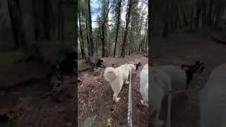 Hiking with 3 dogs and 3 goats is pure joy💫💫💫