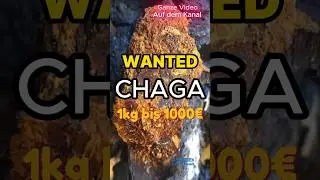 CHAGA-Gold des Waldes. Heilpilz mit Wunderkr&auml;ften #pilze #pilzesammeln #heilpilz #chaga #vitalpilz