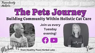 My Journey Into Holistic Health For Cats // Welcome to Our Holistic Cat Wellness Chats