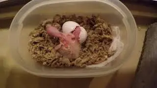 Chris Biro's Sun Conures doing their thing