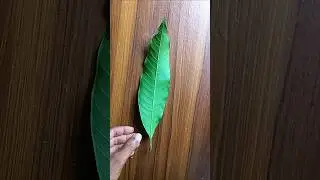 лист креативное искусство #шорты #искусство #лист #креатив #цветы #подарок