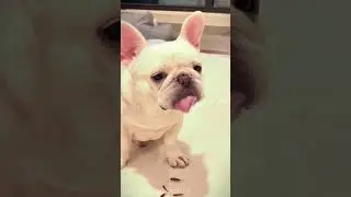 #PetTricks#dogsoftiktok#sassydog#dogbond#CuCutePets#fishtanklifestyle