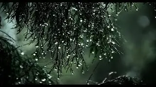 Kiša nežno pada..