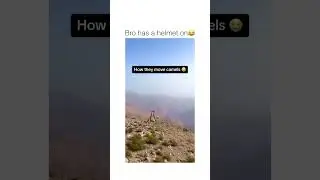 He gotta be hating that #shorts #camel #zipline #camels #camelcoat