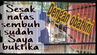 Terbukti Murai batu sesak nafas sembuh dengan obat ini