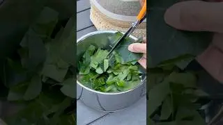 DIY English Ivy Laundry Soap #englishivy #soap #gardeningtips #diy
