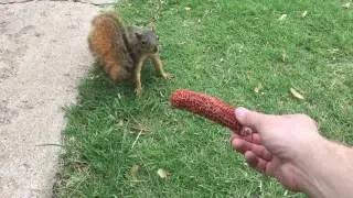 How To Train Your Squirrel