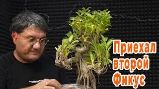 Распокавал второй фикус