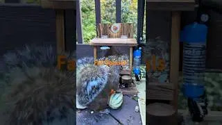 Introducing Fall Specials #squirrel #cute #cuterodent #nuttyo #nuttycoin