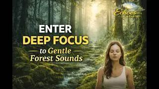 Deep Focus Music with Gentle Forest Sounds | Nature for Concentration