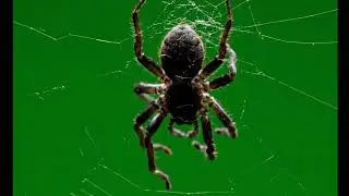 🕷️ VFX Green Screen Spider &ndash; FREE GREEN SCREEN
