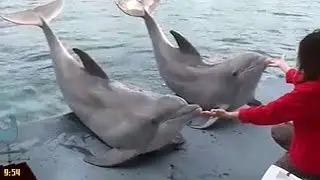 A colazione con i delfini all'acquario di Genova
