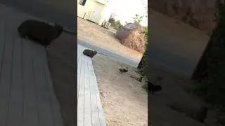 Hyrax family 🤗