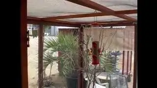 mi aviario en 2013 008