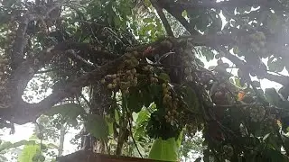 Beautiful Panorama of Sweet and Tangy Langsat Fruit