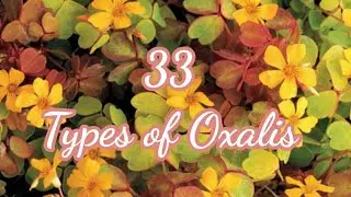 Beauty of nature-types of oxalis