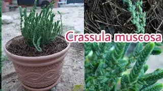 Crassula muscosa // Cuidados de Cord&oacute;n de San Jos&eacute; // Transplante y Morfolog&iacute;a