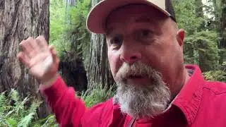 Ещё одно видео из Калифорнийских секвой.
