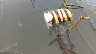 Unique Trapping Fishing video with kochu Hook Traps#fishtraps#rahul fishing vlog#big Catfish Chating