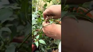 Green Chili Harvesting from backyard vegetable garden