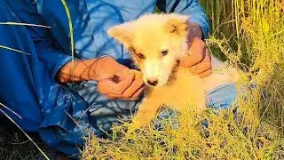 Rescuing a Puppy Trapped in Wall Hole | Heart Touching Dog Rescue