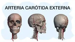 ARTERIA CARÓTIDA EXTERNA ✅