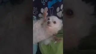 поглаживание живота Чи Чи, выдувание пузырей
