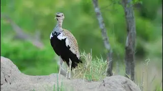 Call of the Black Bellied Korhaan